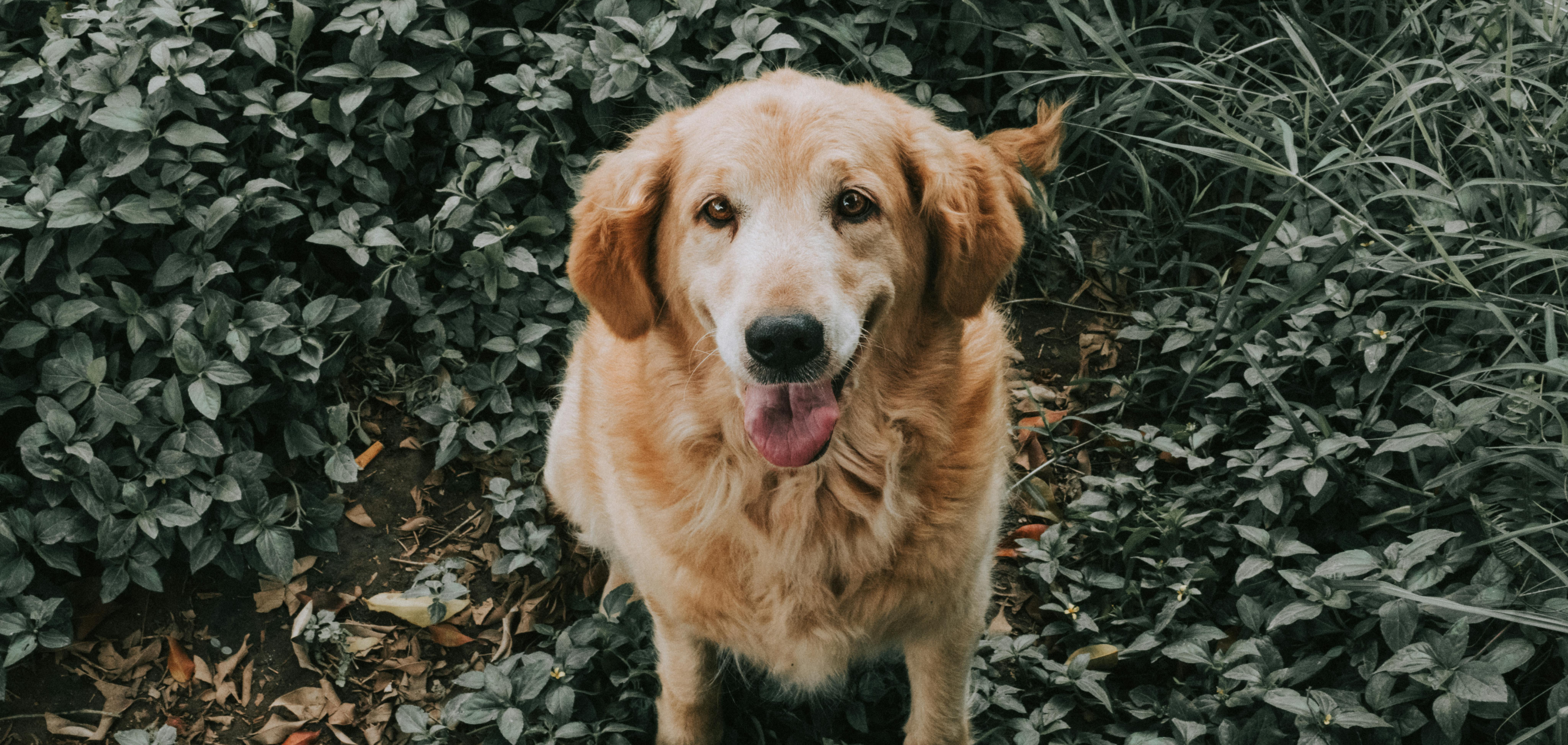 Image of Mascotas